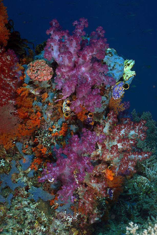 Raja Ampat 2016 - Corail - IMG_4408_rc.jpg